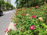 夏天馬路花景“斷檔”？上海118條花道美不勝收，背后的“花樣經”更美