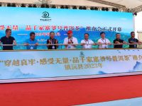 24款古樹曬青毛茶同臺“斗茶”…上海金山助力云南鎮沅縣打響普洱茶品牌