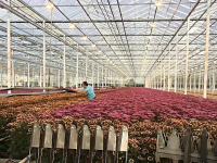 上海崇明國際菊花生態園投入運營，每天可生產3萬枝鮮切花，產值規模2千萬元