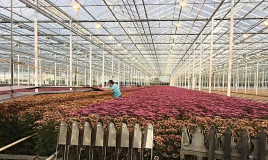上海崇明國際菊花生態園投入運營，每天可生產3萬枝鮮切花，產值規模2千萬元