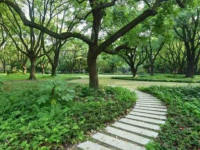 來楊浦這個“秘境花園”，在綠意中感受靜謐