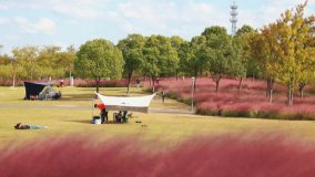 丹桂飄香、粉黛夢幻，中秋國慶雙節來顧村公園賞金秋畫卷